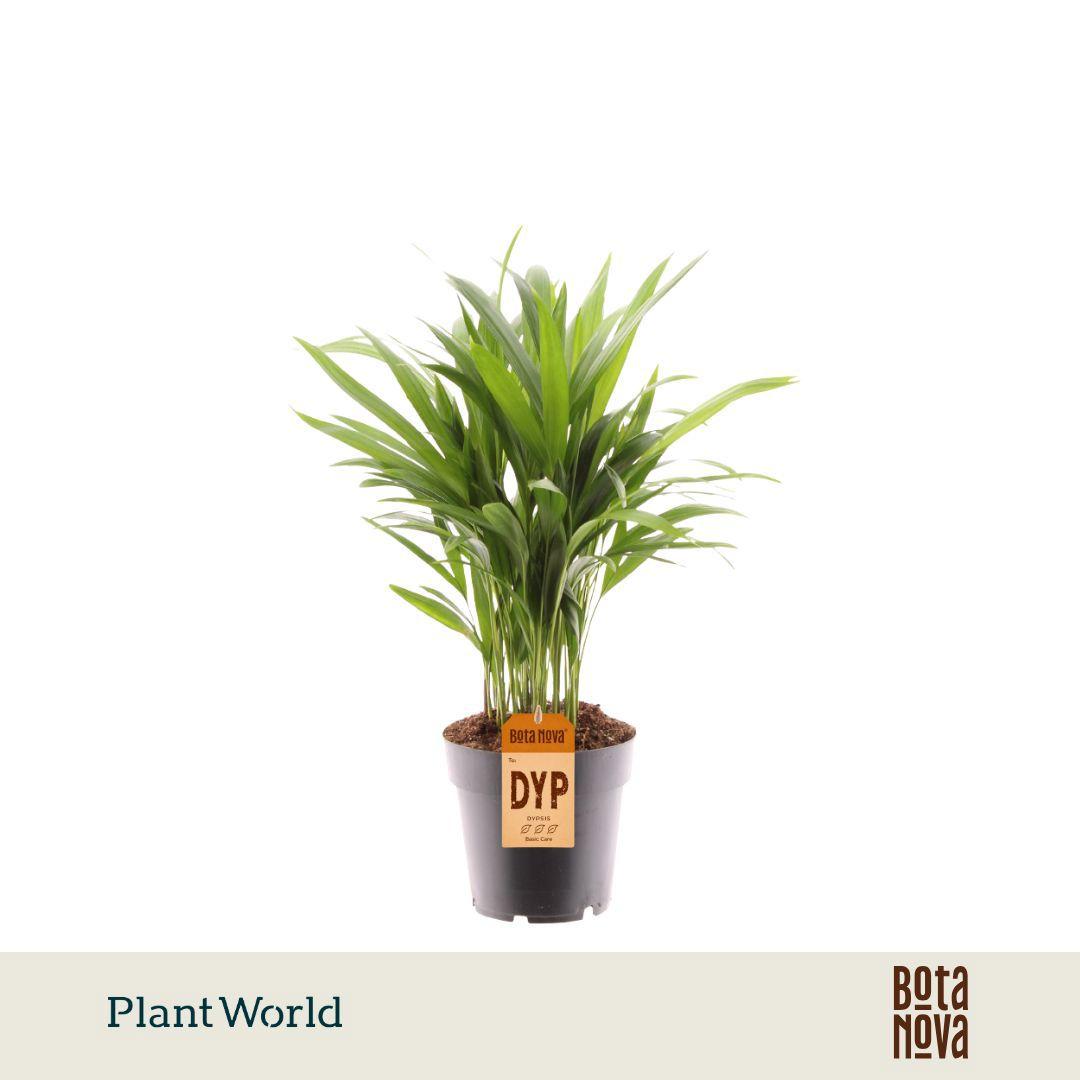Горшечные цветы и растения оптом Dypsis Lutescens от 7шт из Голландии с доставкой по России