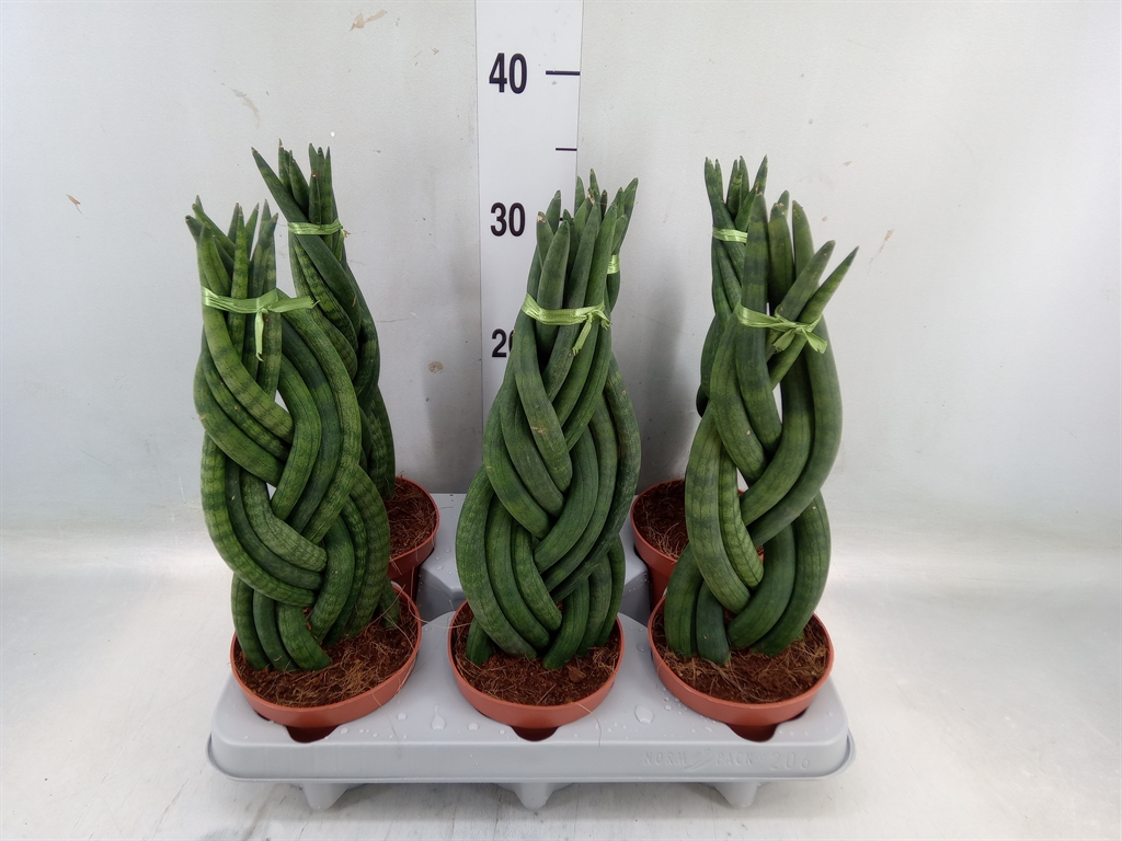 Горшечные цветы и растения оптом Sansevieria Cyl.  ... от 6шт' из Голландии с доставкой по России