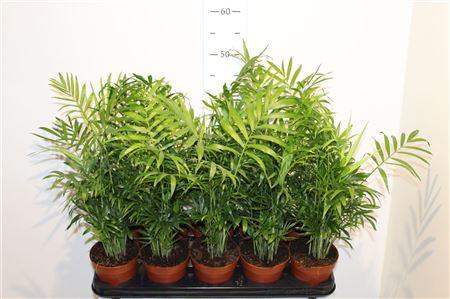 Горшечные цветы и растения оптом Chamaed Elegans 15pp от 10шт из Голландии с доставкой по России