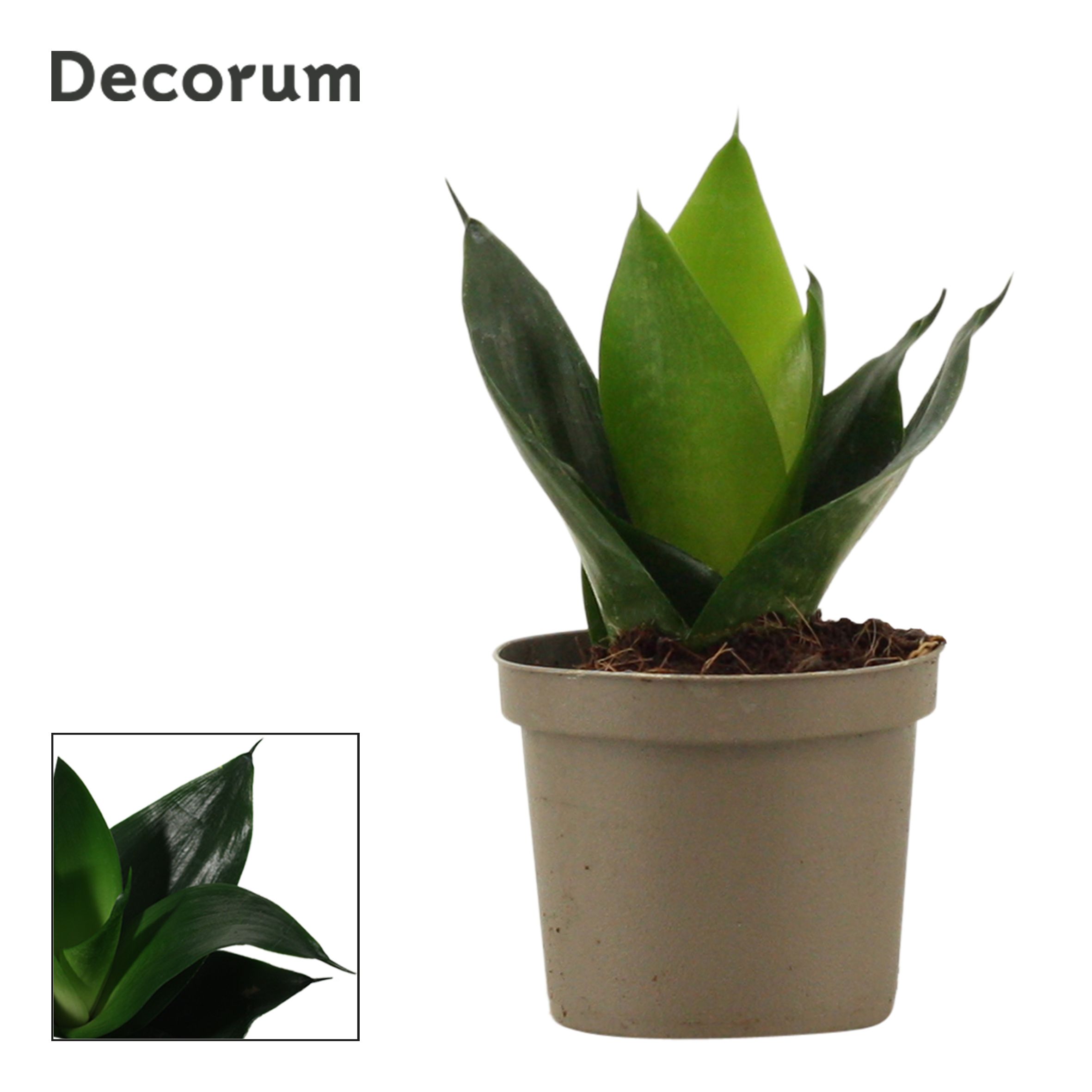 Горшечные цветы и растения оптом Sansevieria Hahnii Black Jade (decorum) от 18шт (для телеги) из Голландии с доставкой по России