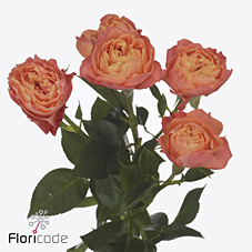 Срезанные цветы оптом Rosa spray la mandarina от 12шт из Голландии с доставкой по России