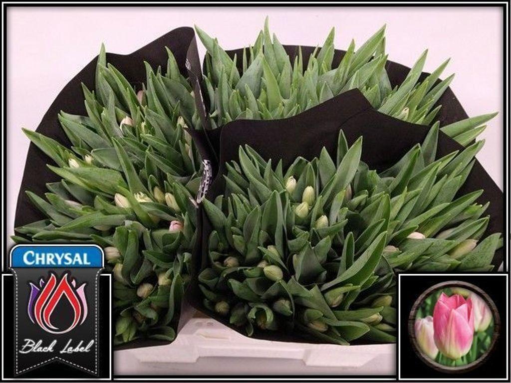 Срезанные цветы оптом Tulipa si dynasty от 150шт из Голландии с доставкой по России