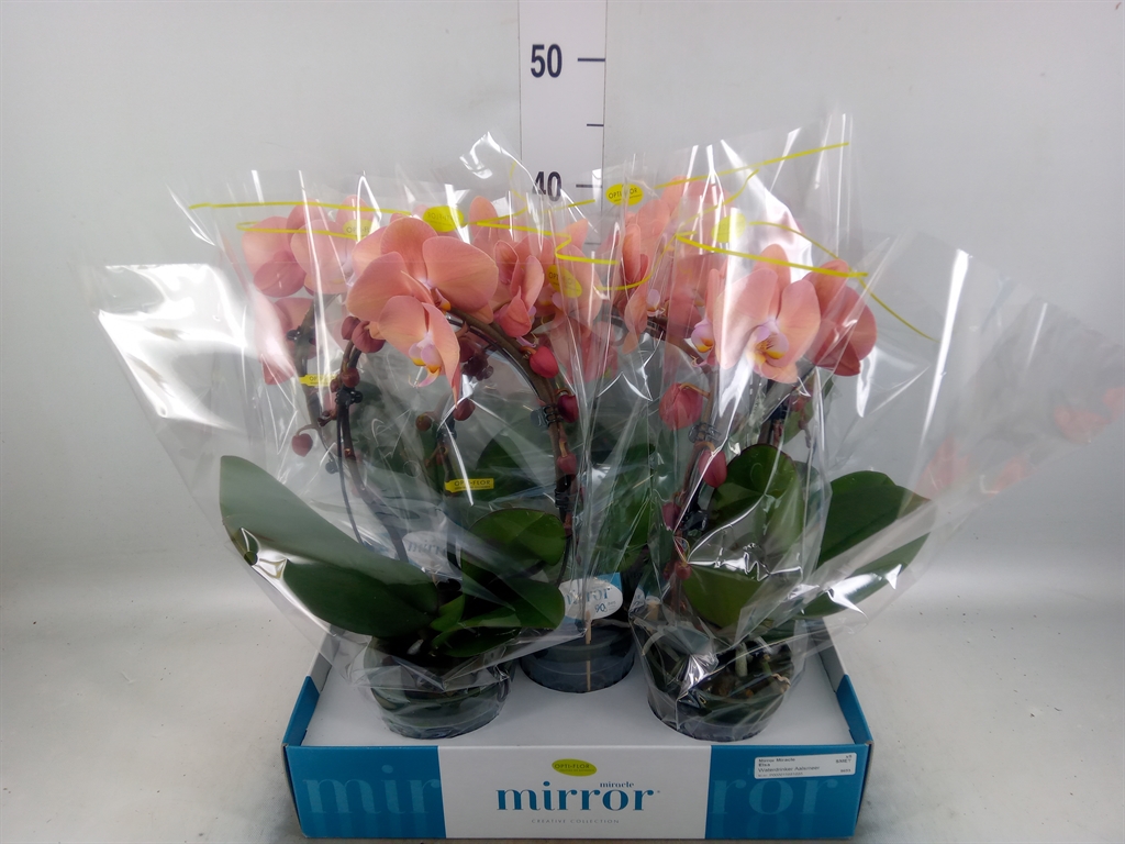 Горшечные цветы и растения оптом Phalaenopsis   ...lilac от 5шт из Голландии с доставкой по России