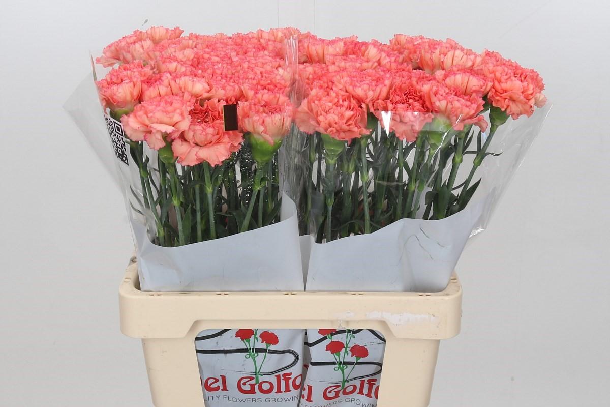 Срезанные цветы оптом Dianthus st goopy geer от 80шт из Голландии с доставкой по России