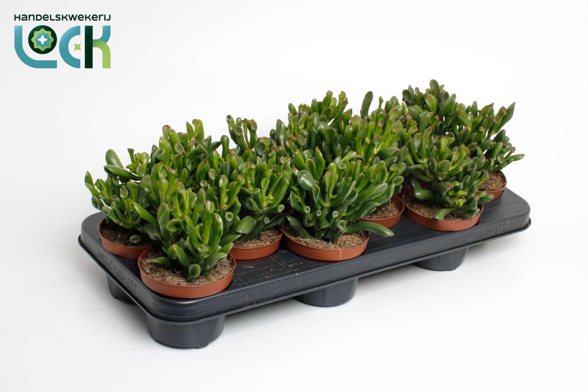 Горшечные цветы и растения оптом Crassula Horn Tree от 9шт из Голландии с доставкой по России