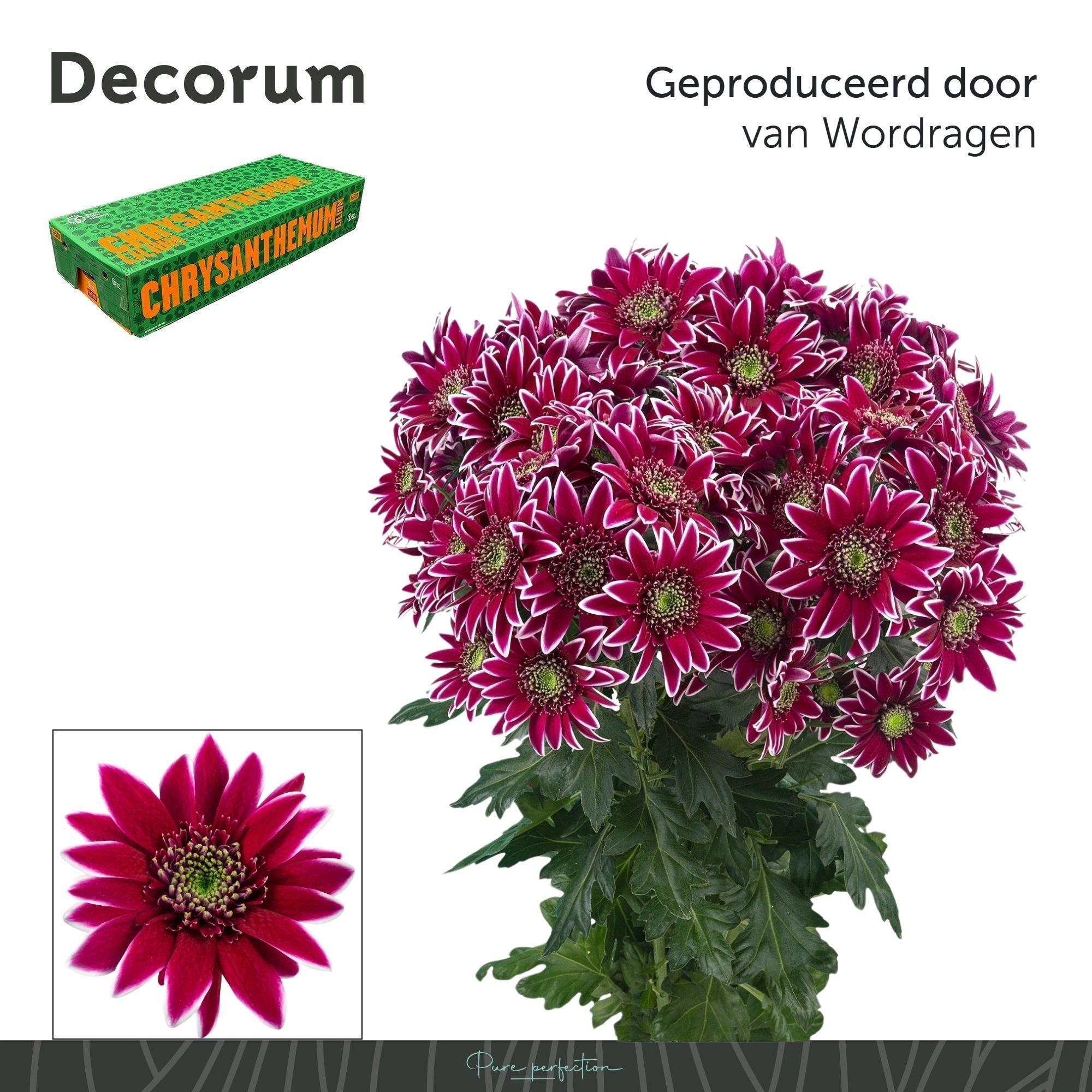 Срезанные цветы оптом Chrys sp bolte от 80шт из Голландии с доставкой по России