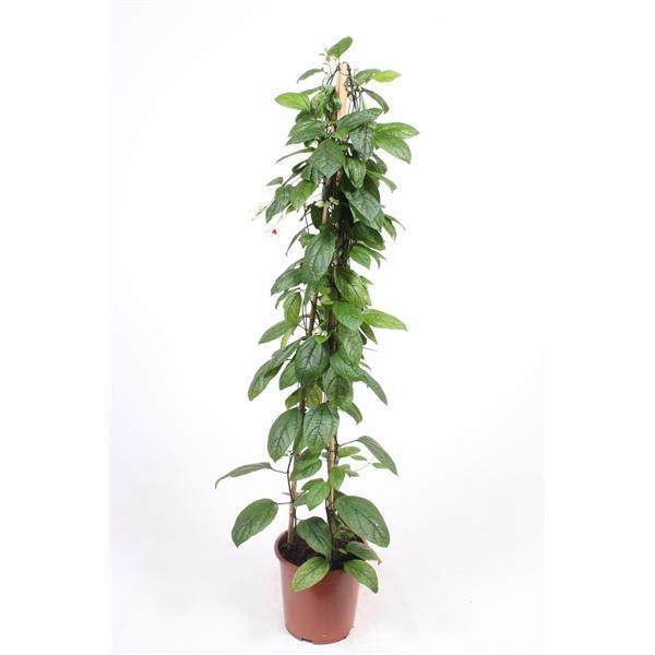 Горшечные цветы и растения оптом Clerodendrum Thomsoniae от 1шт из Голландии с доставкой по России