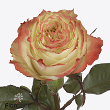 Срезанные цветы оптом Rosa large adventure от 60шт из Голландии с доставкой по России