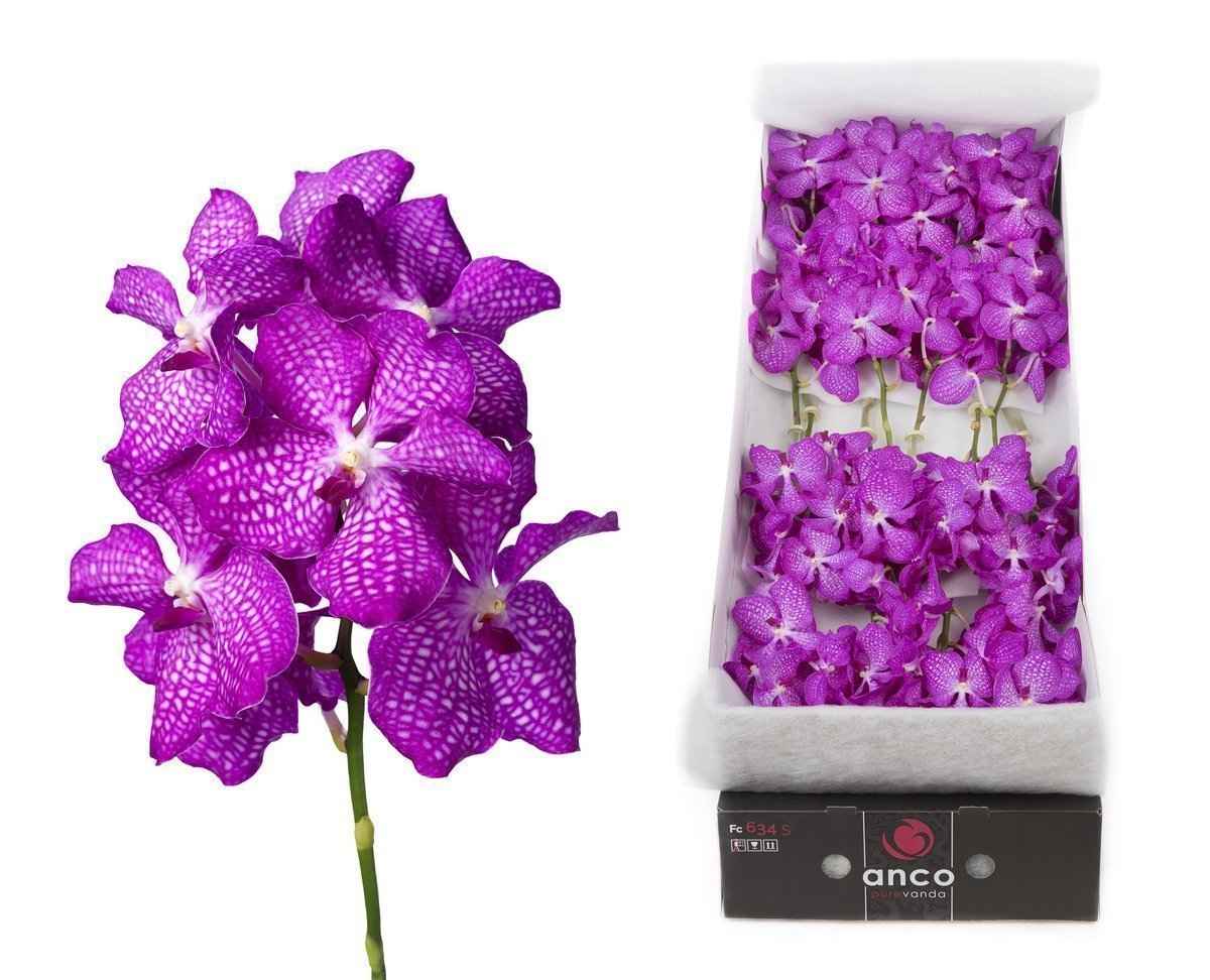 Срезанные цветы оптом Vanda kanchana magic pink per stem от 4шт. из Голландии с доставкой по России