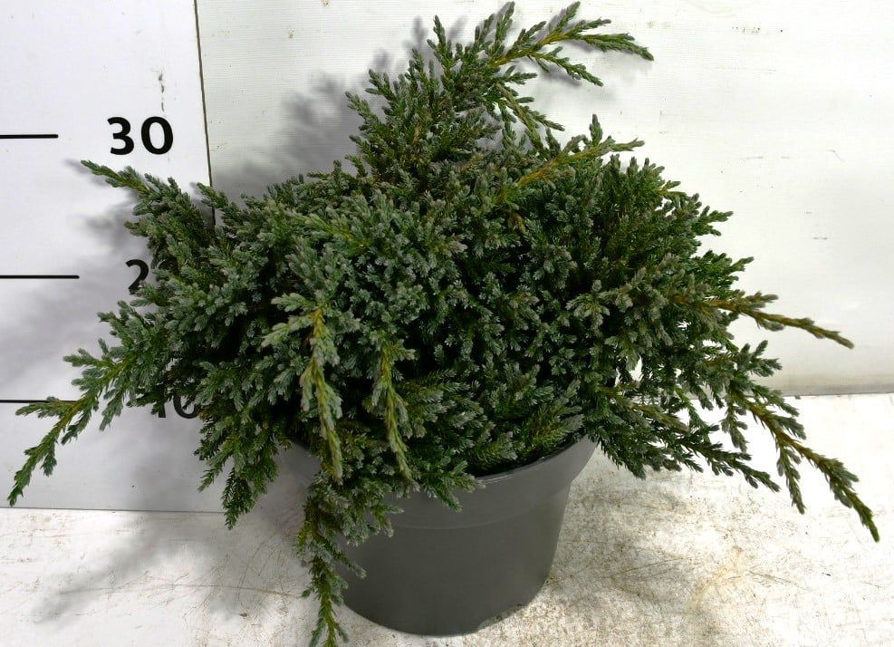 Горшечные цветы и растения оптом Juniperus Squa Tropical Blue от 1шт из Голландии с доставкой по России