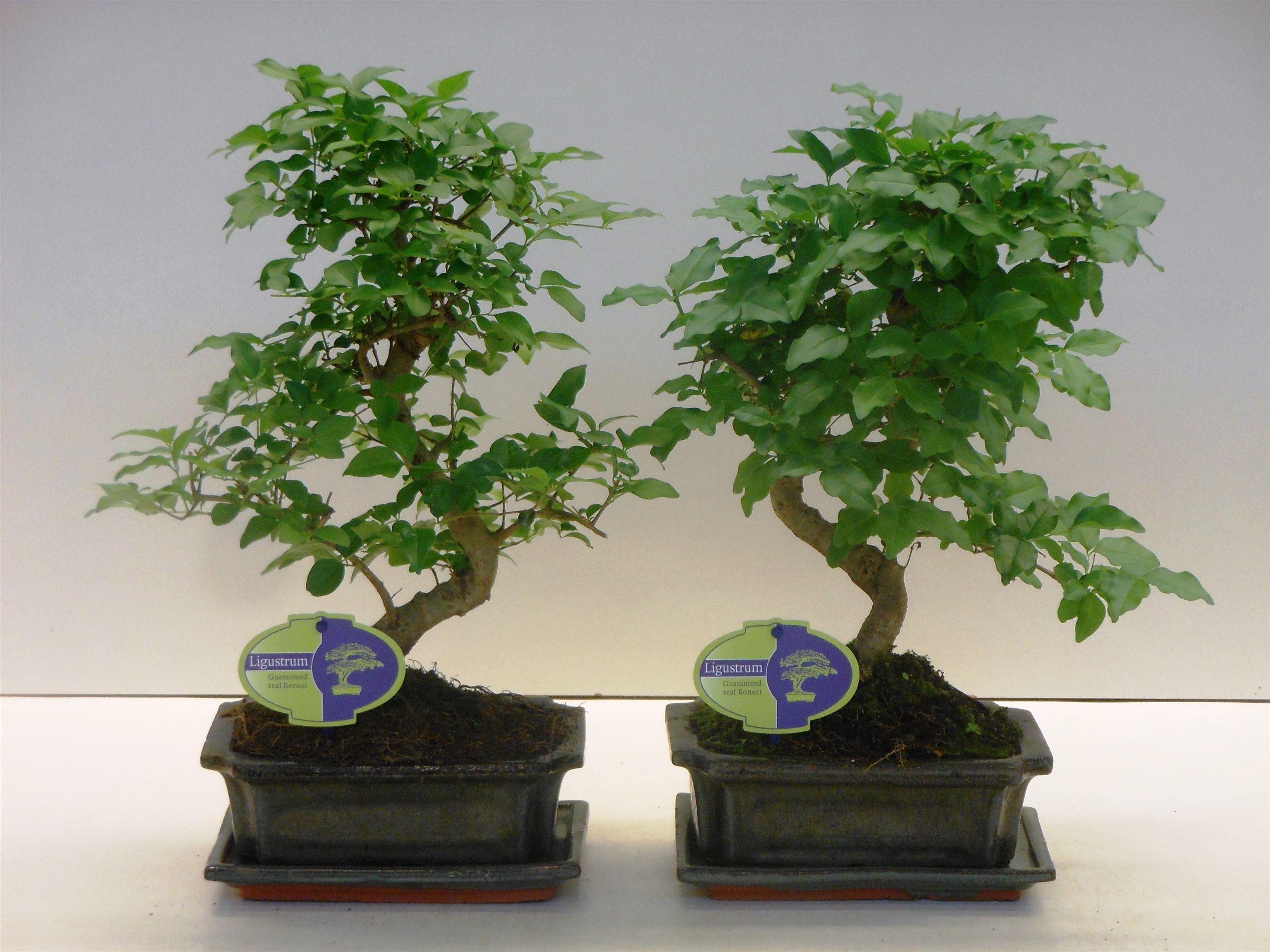 Горшечные цветы и растения оптом Bonsai Iligustrum Sinensis, With от 6шт из Голландии с доставкой по России