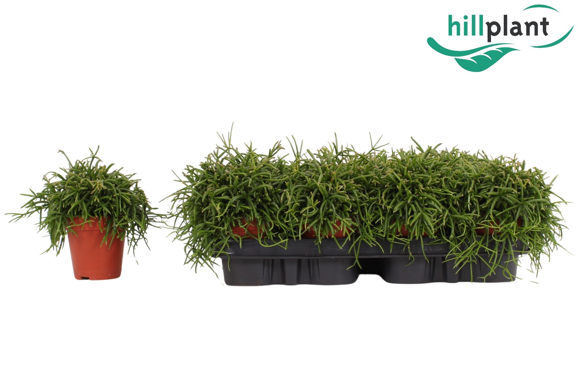 Горшечные цветы и растения оптом Rhipsalis Bacci Oasis от 12шт (для телеги) из Голландии с доставкой по России