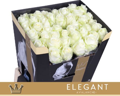 Срезанные цветы оптом Rosa large avalanche+ Bernhard Elegant от 40шт из Голландии с доставкой по России