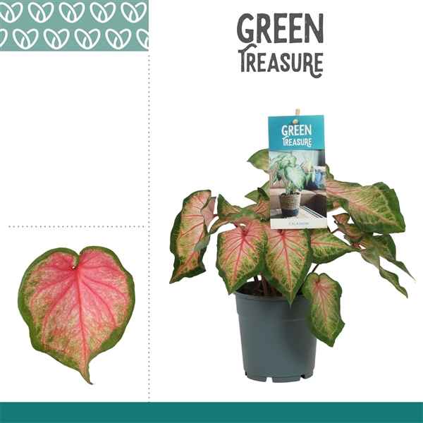 Горшечные цветы и растения оптом Caladium Pink от 6шт из Голландии с доставкой по России