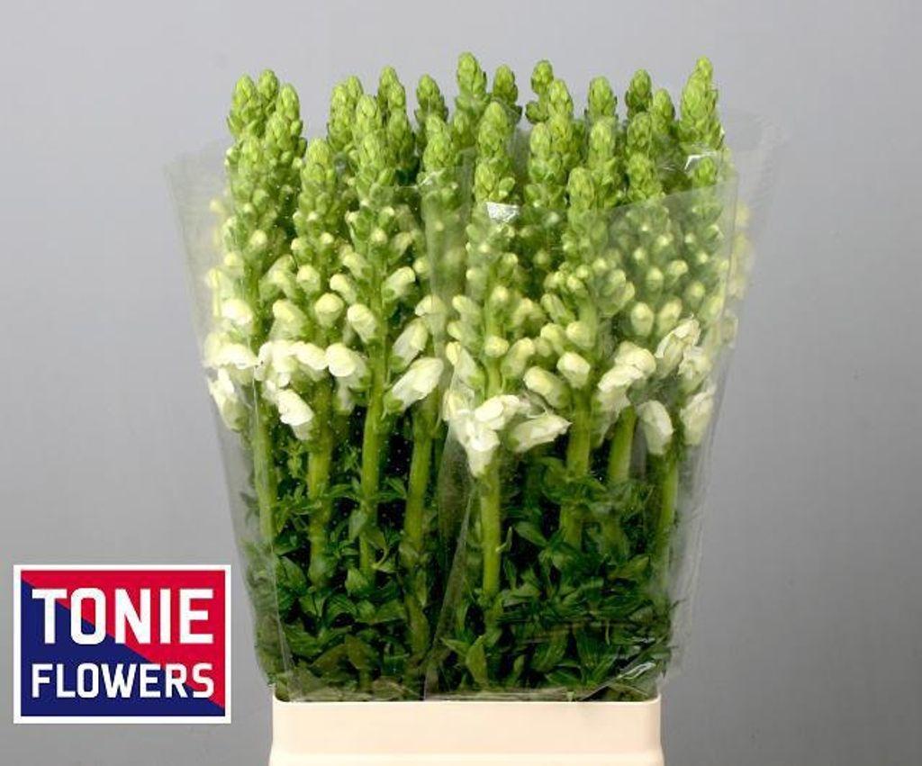 Срезанные цветы оптом Antirrhinum potomac white от 40шт из Голландии с доставкой по России