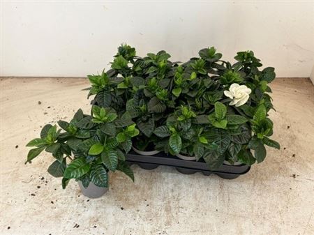 Горшечные цветы и растения оптом Gardenia Jasminoides от 12шт (для телеги) из Голландии с доставкой по России