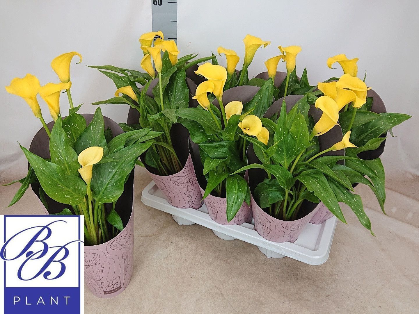 Горшечные цветы и растения оптом Zant Ov от 7шт из Голландии с доставкой по России