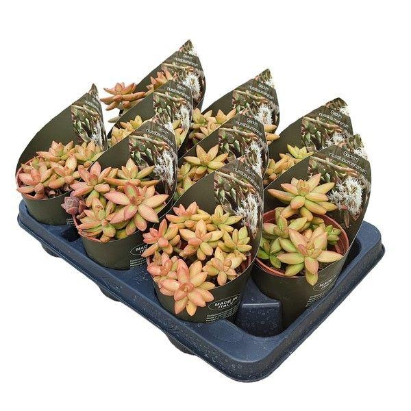 Горшечные цветы и растения оптом Sedum Nussbaumerianum Potcover от 9шт из Голландии с доставкой по России