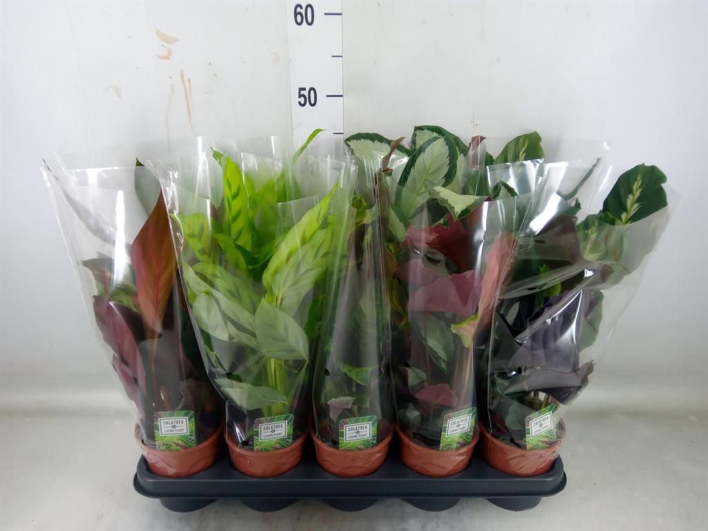 Горшечные цветы и растения оптом Calathea   ...mix 5 от 10шт из Голландии с доставкой по России