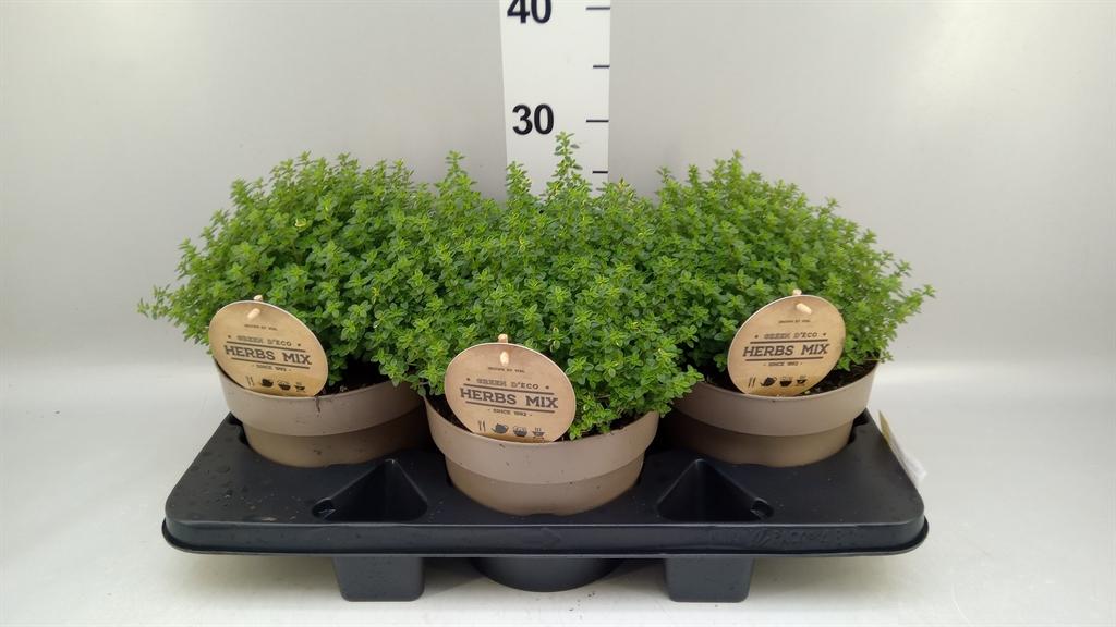 Горшечные цветы и растения оптом Thymus Citriodorus от 3шт из Голландии с доставкой по России