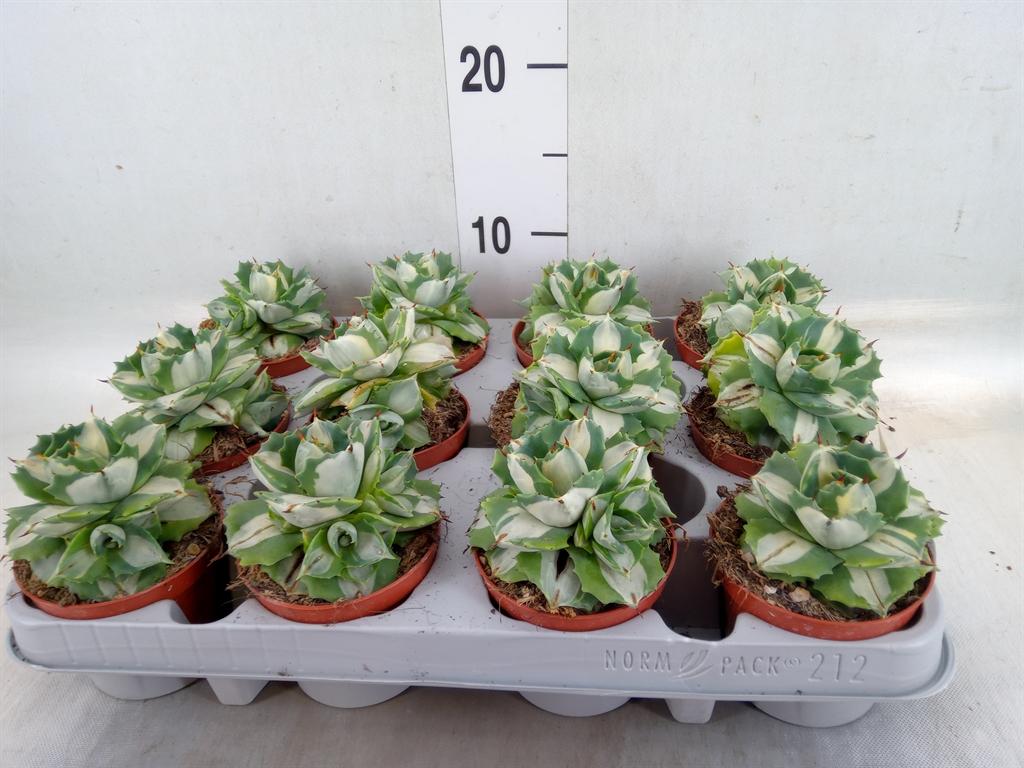 Горшечные цветы и растения оптом Agave   ... от 12шт (для телеги) из Голландии с доставкой по России