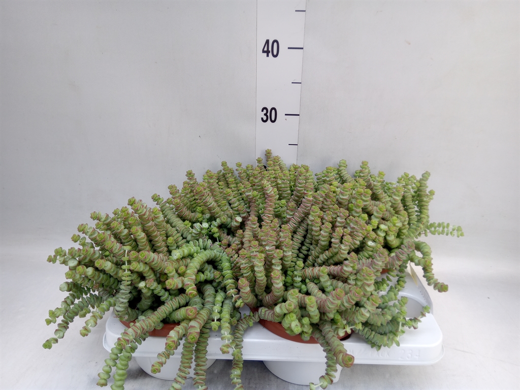 Горшечные цветы и растения оптом Crassula Marnieriana от 4шт из Голландии с доставкой по России
