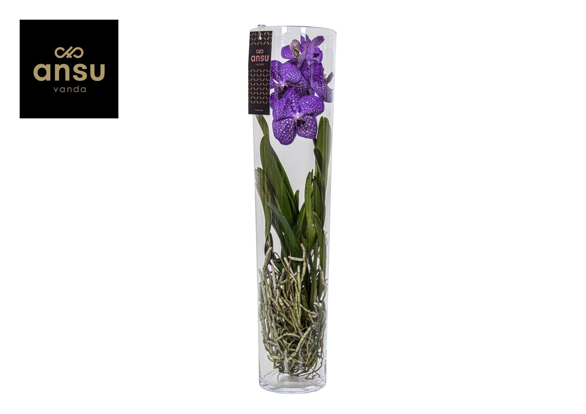 Горшечные цветы и растения оптом Vanda Michelle 70 Blue от 1шт из Голландии с доставкой по России