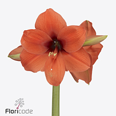 Срезанные цветы оптом Hippeastrum horizon от 10шт из Голландии с доставкой по России