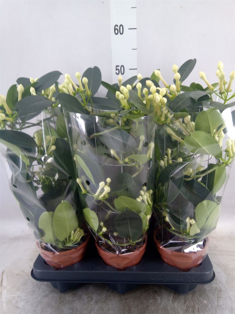 Горшечные цветы и растения оптом Stephanotis Floribunda   ... от 6шт из Голландии с доставкой по России