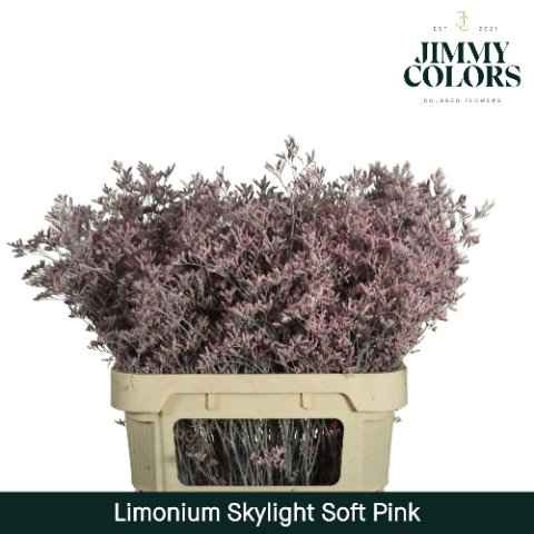 Срезанные цветы оптом Limonium skylight paint pink light от 75шт из Голландии с доставкой по России