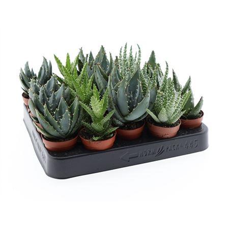 Горшечные цветы и растения оптом Aloe Mix от 20шт (для телеги) из Голландии с доставкой по России