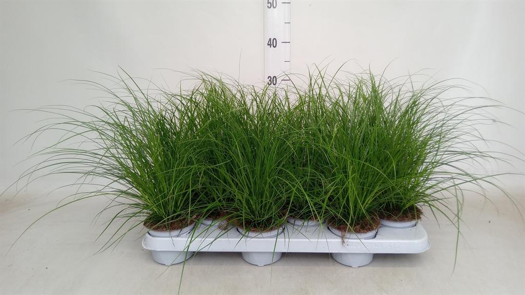 Горшечные цветы и растения оптом Carex Brunnea от 12шт из Голландии с доставкой по России