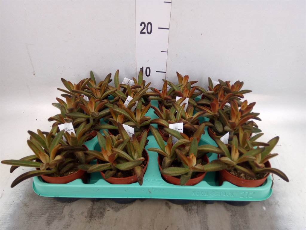 Горшечные цветы и растения оптом Kalanchoe Nf Tomentosa от 12шт (для телеги) из Голландии с доставкой по России