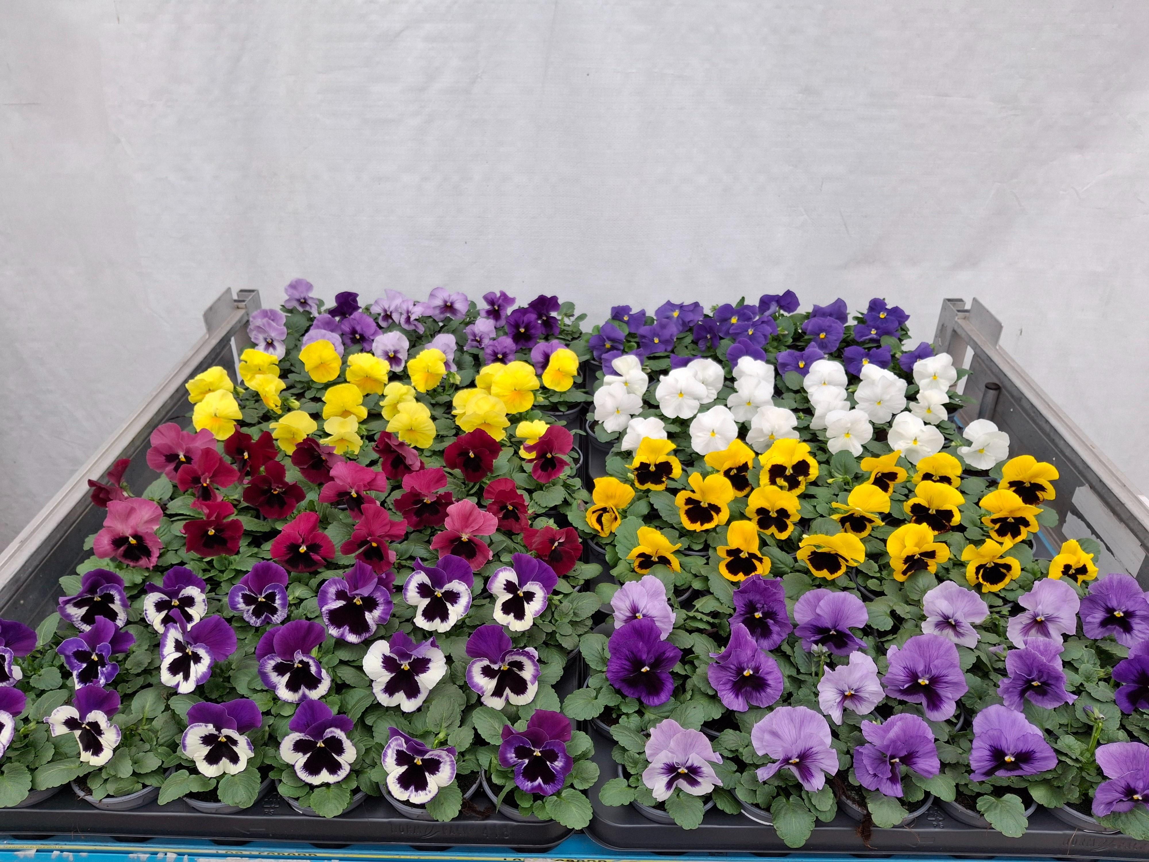 Горшечные цветы и растения оптом Vio Wi Delta Gem от 18шт (для телеги) из Голландии с доставкой по России