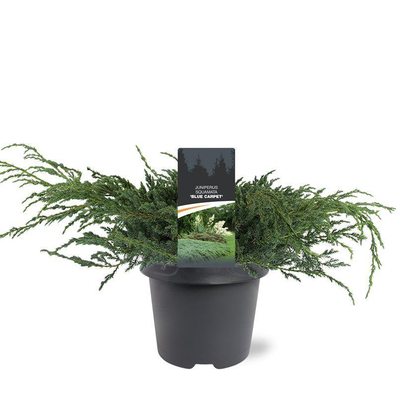 Горшечные цветы и растения оптом Juniperus Squa Blue Carpet от 1шт из Голландии с доставкой по России