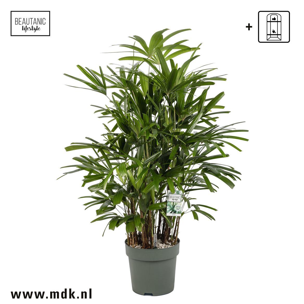 Горшечные цветы и растения оптом Rhapis Excelsa от 1шт из Голландии с доставкой по России