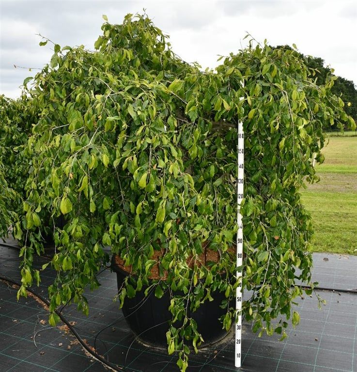 Горшечные цветы и растения оптом Parrotia Persica Pendula от 1шт из Голландии с доставкой по России