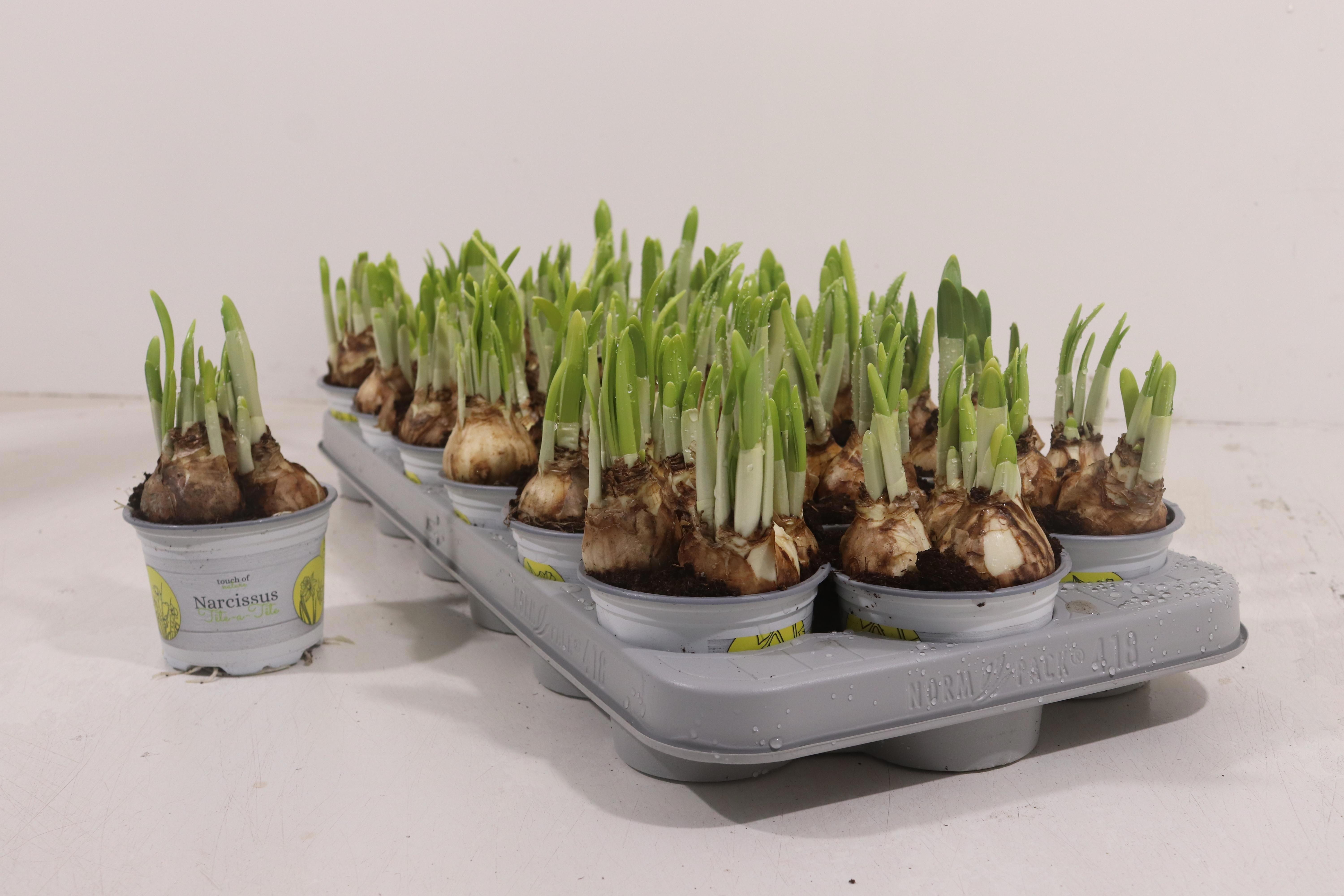 Горшечные цветы и растения оптом Narc O Tete A Tete от 18шт (для телеги) из Голландии с доставкой по России