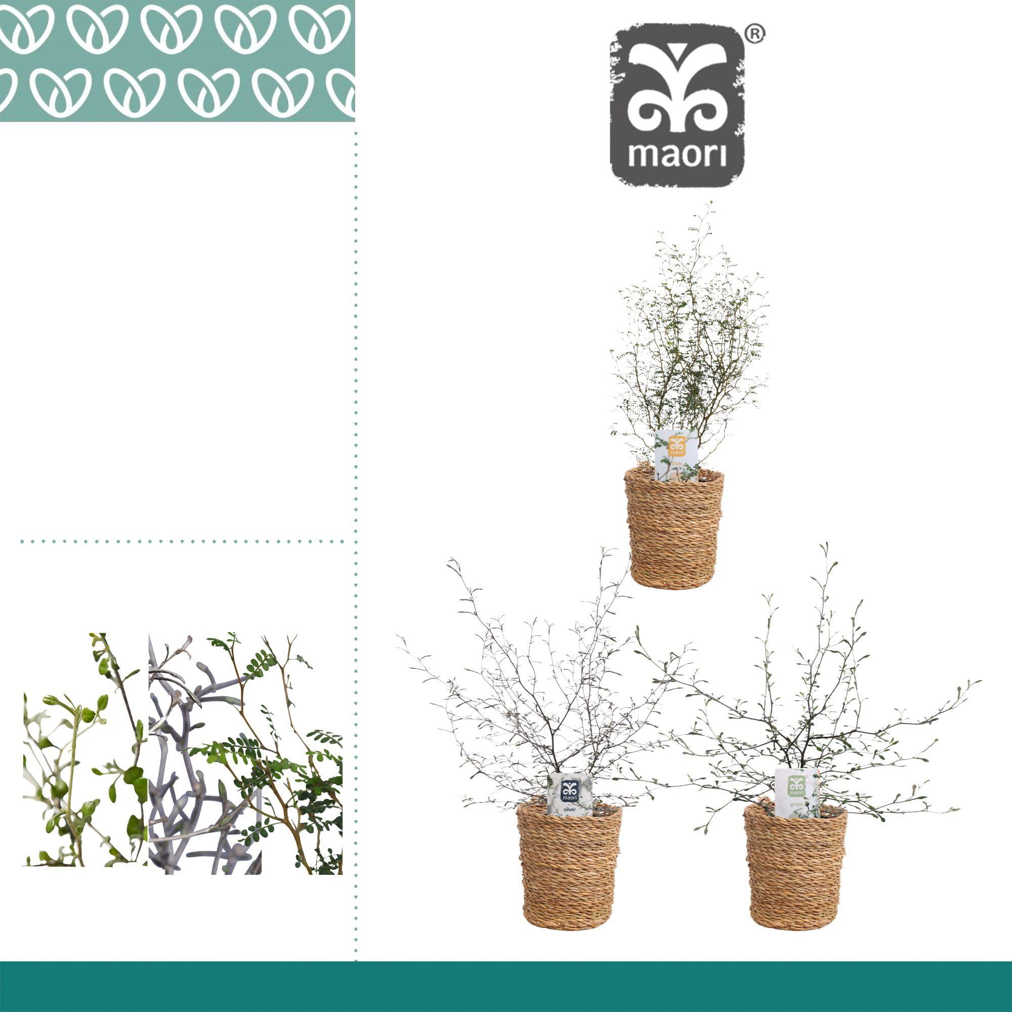 Горшечные цветы и растения оптом Maori Mix In Ompot Ruby от 4шт из Голландии с доставкой по России