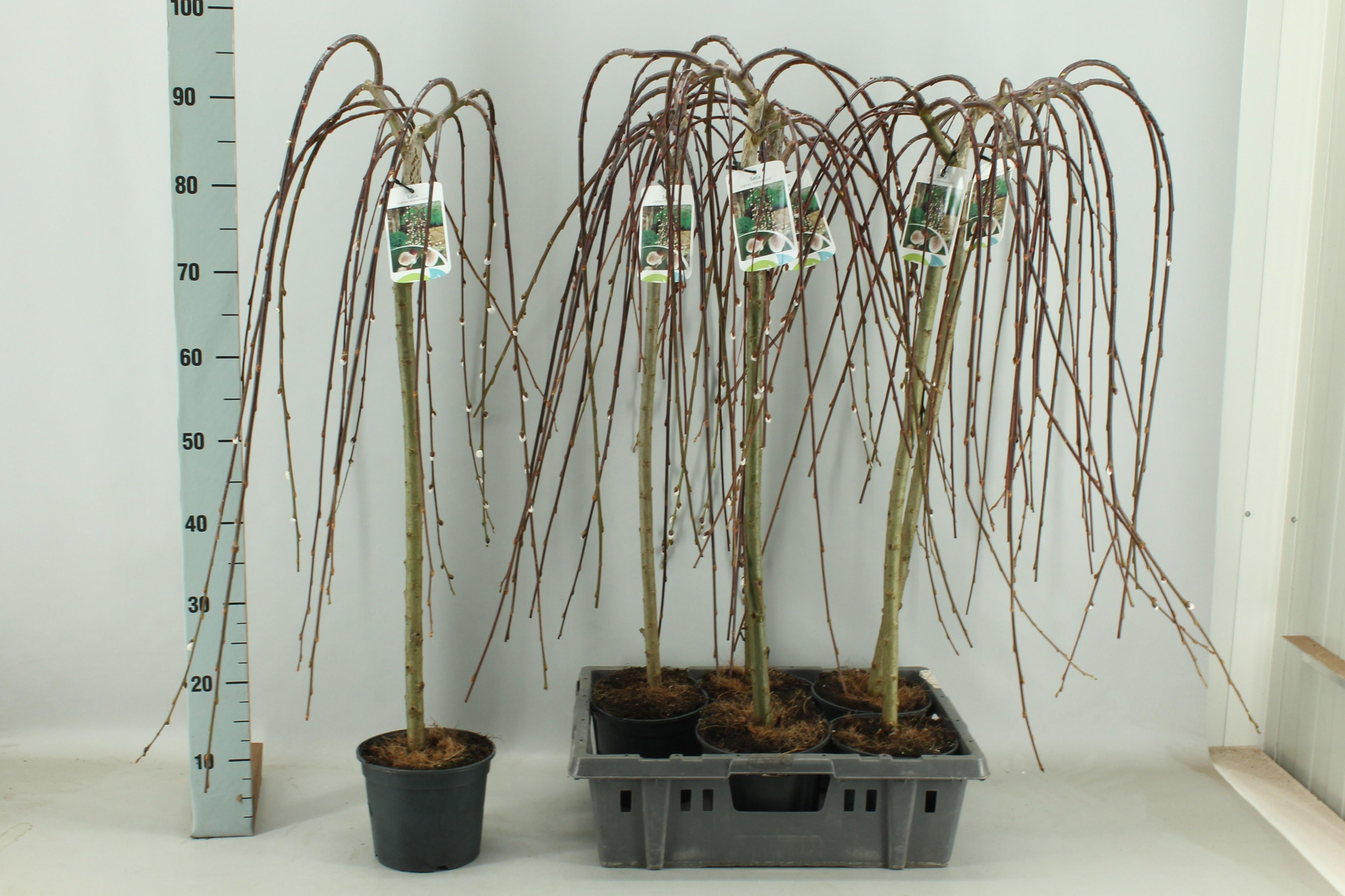 Горшечные цветы и растения оптом Salix Cap Kilmarnock от 6шт из Голландии с доставкой по России