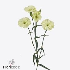 Срезанные цветы оптом Dianthus sp solomio bern от 60шт из Голландии с доставкой по России