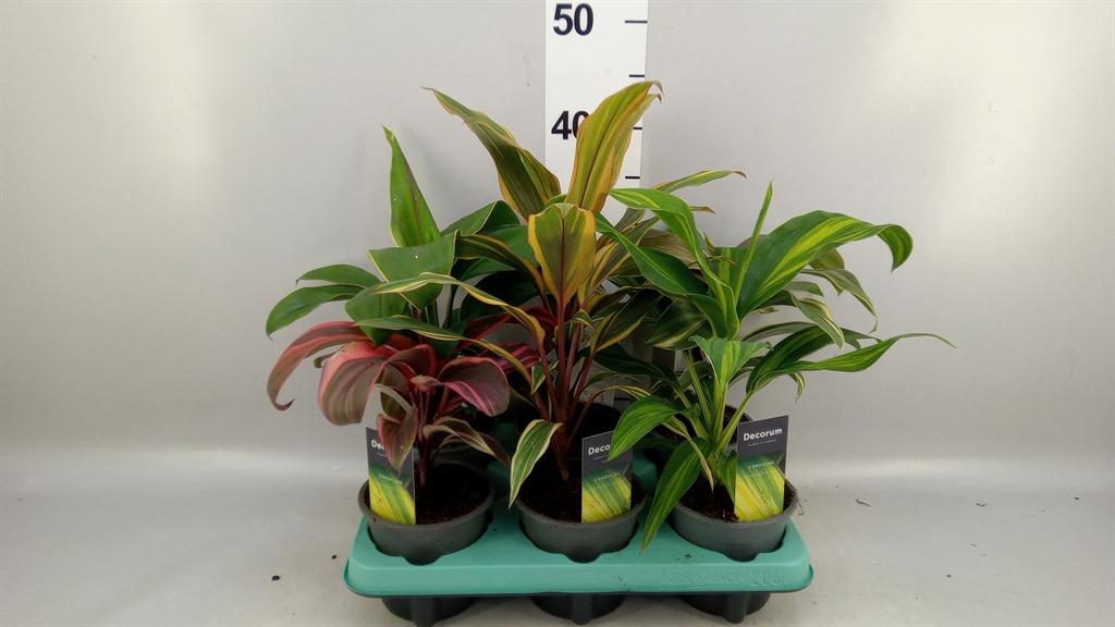 Горшечные цветы и растения оптом Cordyline ...mix от 6шт из Голландии с доставкой по России