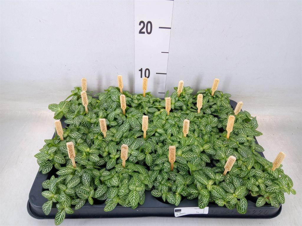 Горшечные цветы и растения оптом Fittonia Verschaf. от 20шт (для телеги) из Голландии с доставкой по России