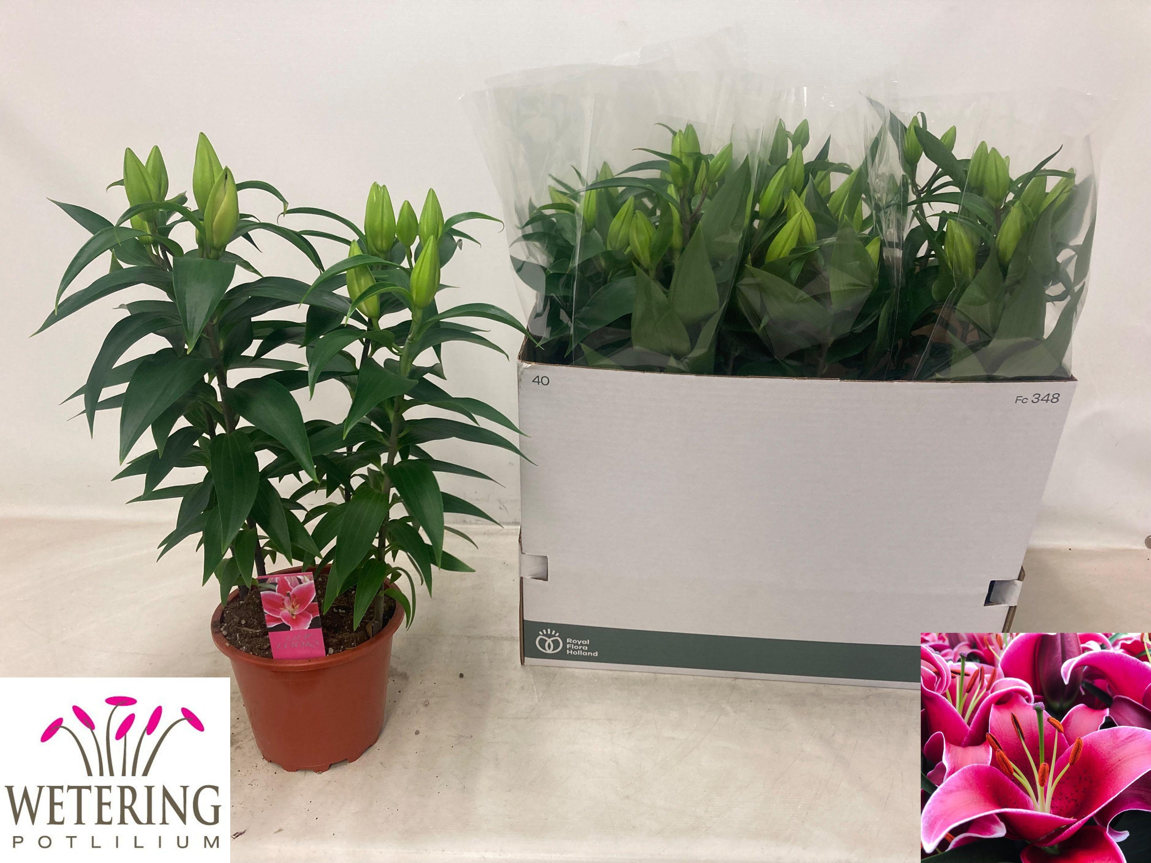 Горшечные цветы и растения оптом Lilium Or Sunny Keys 5pp от 5шт из Голландии с доставкой по России