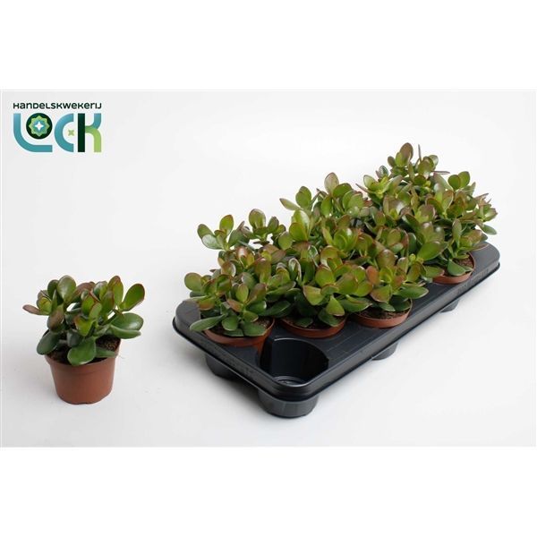 Горшечные цветы и растения оптом Crassula Argentea от 9шт из Голландии с доставкой по России