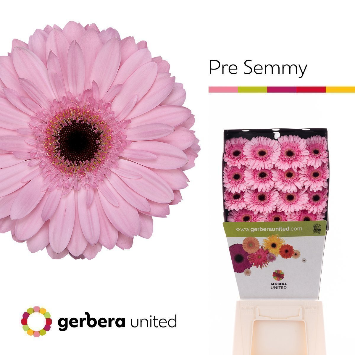 Срезанные цветы оптом Gerbera diamond pre-semmy от 45шт из Голландии с доставкой по России
