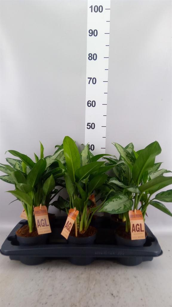 Горшечные цветы и растения оптом Aglaonema Kb jubilee от 6шт из Голландии с доставкой по России
