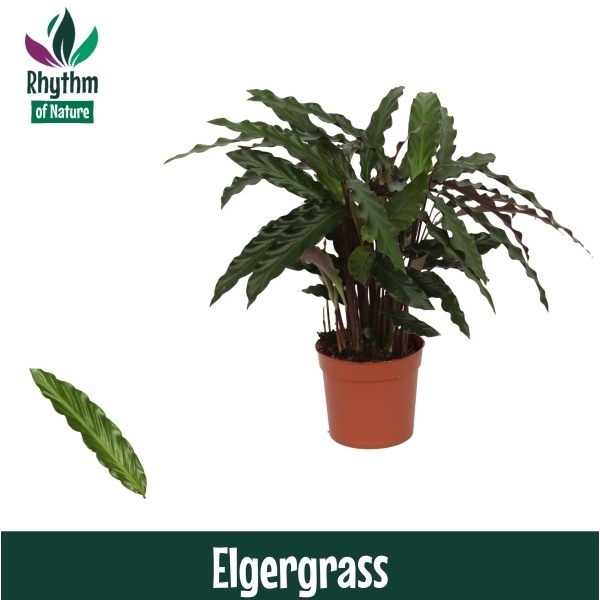 Горшечные цветы и растения оптом Calathea Elgergrass (rhythm Of Nature) от 10шт из Голландии с доставкой по России