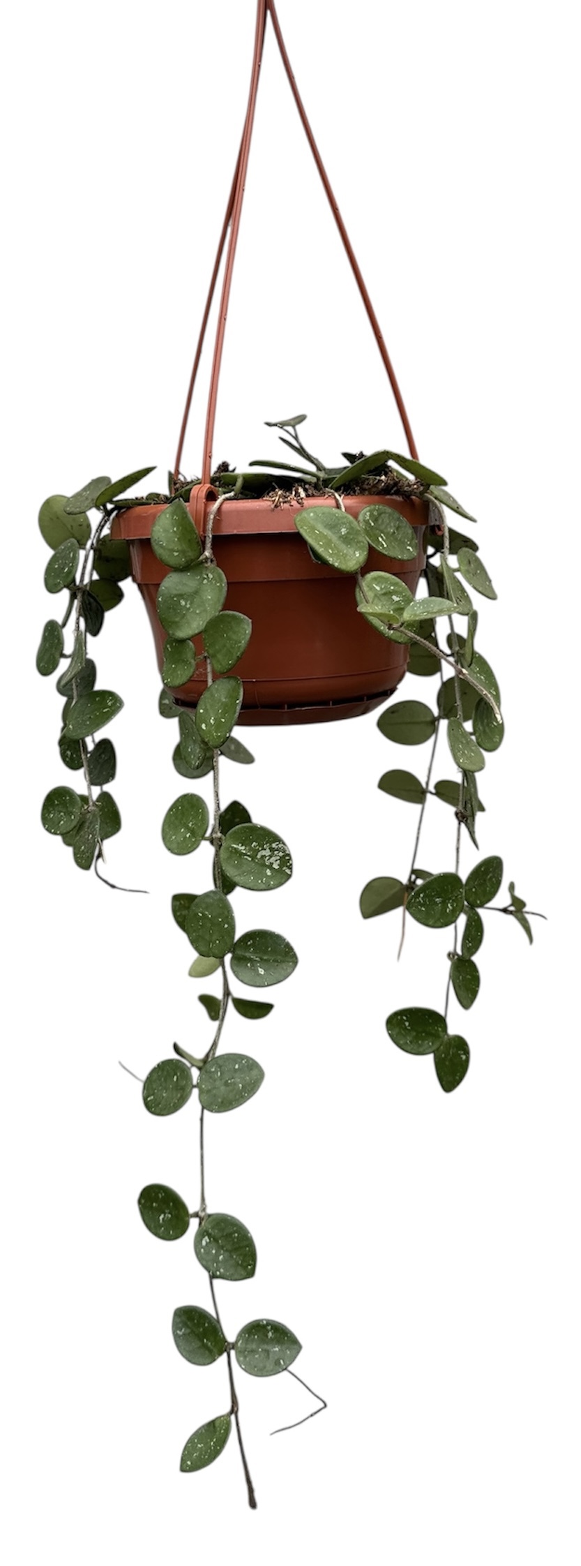 Горшечные цветы и растения оптом Hoya Mathilde от 1шт из Голландии с доставкой по России