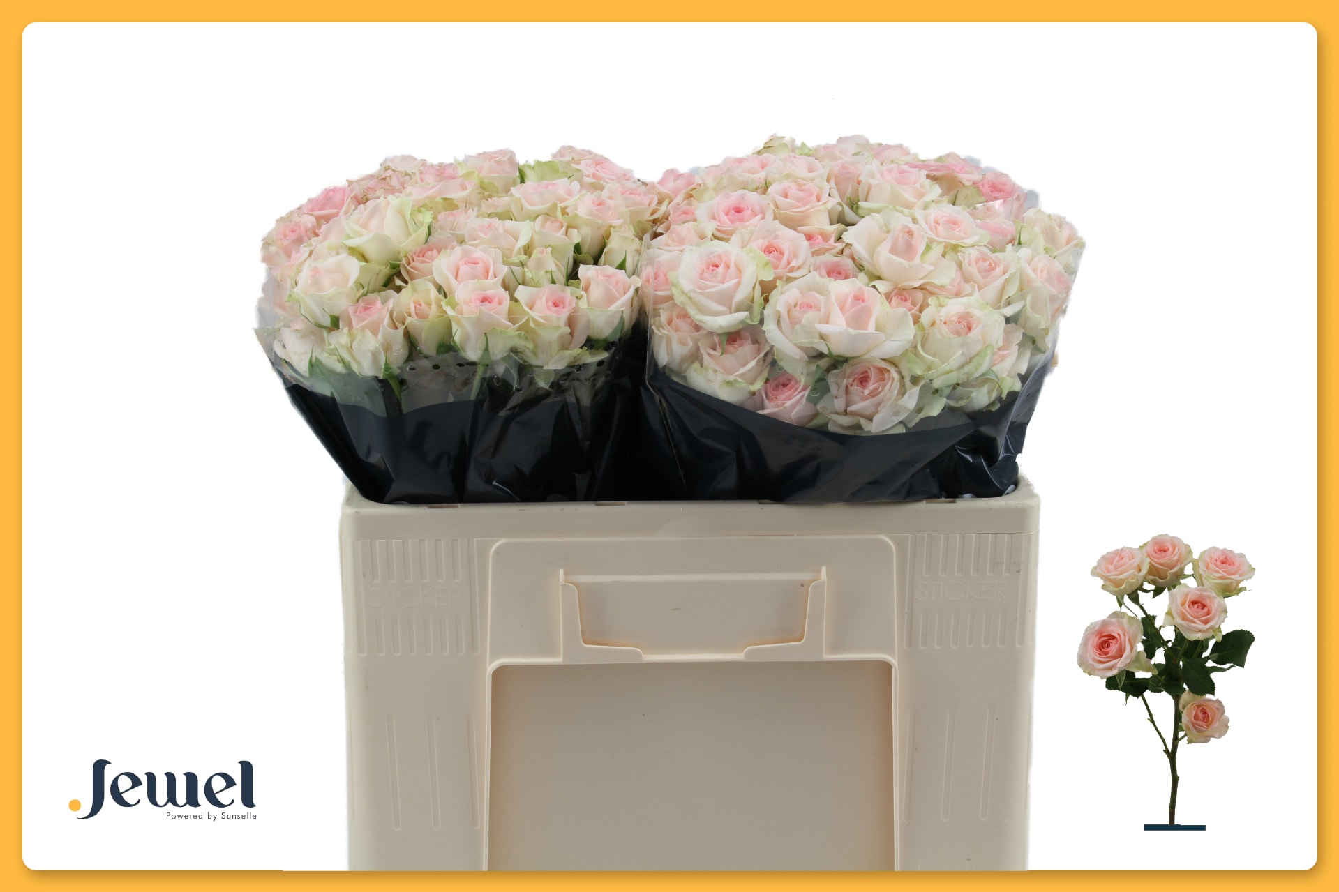 Срезанные цветы оптом Rosa spray happy wedding от 50шт из Голландии с доставкой по России